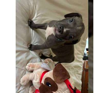 yu]dsyu]dsyyreyesytdtxdtyesyestes American Bully puppies is a in Affton MO