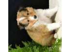 Sytsaytdsytdstysdtydstydsytyt Shetland Sheepdog puppies
