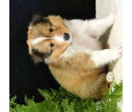 Sytsaytdsytdstysdtydstydsytyt Shetland Sheepdog puppies is a Shetland Sheepdog Puppy in Affton MO