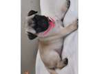 ewytdztydytdytdsytdstdstdstydstdstrhjlhpo pug puppies