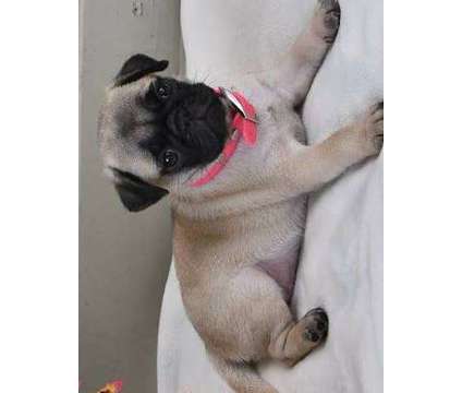 ewytdztydytdytdsytdstdstdstydstdstrhjlhpo pug puppies is a Female Pug in Rumford RI