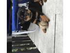 eyttr]eytuooonmresersresarsa rottie puppies