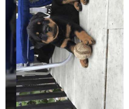 eyttr]eytuooonmresersresarsa rottie puppies is a Male Rottweiler in Rumford RI