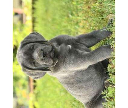atatwatrewarasrsarrrsarete cane corso puppies is a Male Cane Corso in Rumford RI