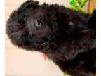 eesdsuncncxndsidsaresara Newfoundland puppies