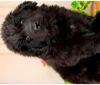 eesdsuncncxndsidsaresara Newfoundland puppies is a Male Newfoundland in Rumford RI