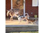 5 star Trusted Housesitter Pet Sitter in Clarkesville, Georgia - $20 Daily