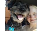 Experienced & Reliable Pet Sitter in Orange City, Iowa - $20 Daily