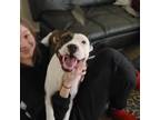 Careful Animal Lover in Grants Pass