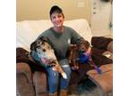 Experienced and Reliable Pet Sitter in Spanish Fort, AL $40