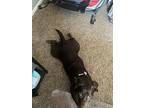 Bella, Labrador Retriever For Adoption In Aurora, Colorado