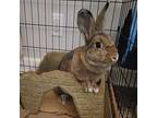 Babs, Rex For Adoption In Millersville, Maryland