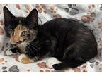Boots, Domestic Longhair For Adoption In Cottonwood, Arizona
