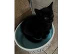 Storm, Domestic Shorthair For Adoption In Cumberland, Maine
