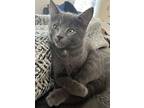 Smokey, Domestic Shorthair For Adoption In Cumberland, Maine