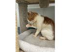 Graves, Domestic Shorthair For Adoption In Cumberland, Maine