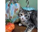 Xylophone, Domestic Shorthair For Adoption In Toms River, New Jersey