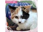 Timpani, Domestic Shorthair For Adoption In Toms River, New Jersey