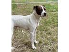 Charlie, American Staffordshire Terrier For Adoption In Alabaster, Alabama