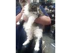 Juno, Domestic Longhair For Adoption In Redding, California
