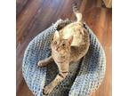 Wonky, Bengal For Adoption In Knoxville, Tennessee