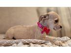 Pita, Schnauzer (miniature) For Adoption In Escondido, California