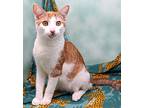 Hunter, Domestic Shorthair For Adoption In Tierra Verde, Florida