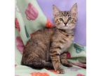 Sweetie, Domestic Shorthair For Adoption In Tierra Verde, Florida