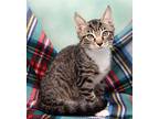 Chutney, Domestic Shorthair For Adoption In Tierra Verde, Florida