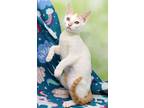 Guava, Domestic Shorthair For Adoption In Tierra Verde, Florida