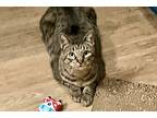 Bobby-special Needs, Domestic Shorthair For Adoption In Arlington, Texas