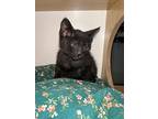 Mars, Domestic Shorthair For Adoption In Wintersville, Ohio
