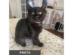 Preta, Domestic Shorthair For Adoption In Toronto, Ontario