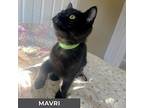 Mavri, Domestic Shorthair For Adoption In Toronto, Ontario