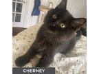 Cherney, Domestic Longhair For Adoption In Toronto, Ontario