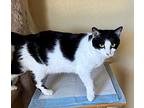 Shortcake-special Needs, Domestic Shorthair For Adoption In Arlington, Texas