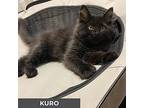 Kuro, Domestic Longhair For Adoption In Toronto, Ontario