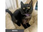 Nera, Domestic Shorthair For Adoption In Toronto, Ontario