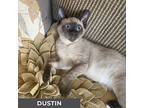 Dustin, Siamese For Adoption In Toronto, Ontario
