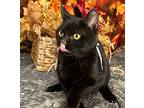 Sky, Domestic Shorthair For Adoption In Wintersville, Ohio