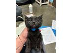 Pluto, Domestic Shorthair For Adoption In Wintersville, Ohio
