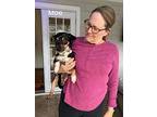 Moe, Dachshund For Adoption In Saugus, Massachusetts