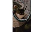 Honeybun, Domestic Mediumhair For Adoption In Cary, North Carolina