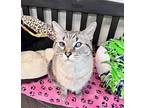 Boris Mylo, Domestic Shorthair For Adoption In Arlington, Washington