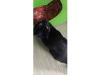 Elena, Domestic Shorthair For Adoption In Arlington, Washington