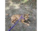 Cookie, American Staffordshire Terrier For Adoption In Raleigh, North Carolina