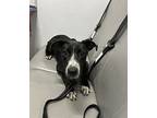 Kit Kat ~ Meet Me!, Boston Terrier For Adoption In Jackson, Tennessee