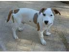 Bagel, Jack Russell Terrier For Adoption In Jackson, Tennessee