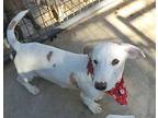 Percy, Jack Russell Terrier For Adoption In Jackson, Tennessee