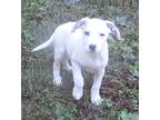 Pixie, Jack Russell Terrier For Adoption In Jackson, Tennessee